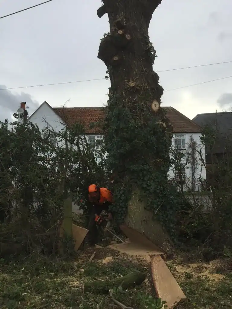 Parish tree surgery work