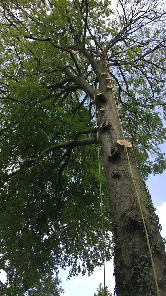 Parish tree surgery work